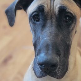 Great Danes from Tundra Rose Kennels