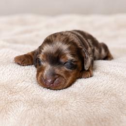 Dachshund Puppies from GE Miniature Dachshunds