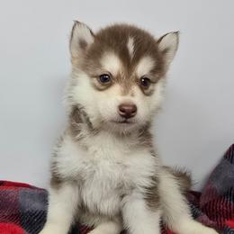 Pink lady - Red and white female Siberian Husky puppy in Kansas City, Missouri from Anuun's Huskies