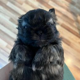 Girl 1 - Brindle female Shih Tzu puppy in Silver Spring, Maryland from Saraya’s Shih Tzus