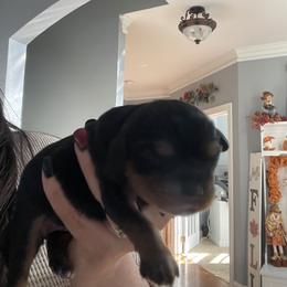 Black and Tan Female - Black and tan female Cavalier King Charles Spaniel puppy in Clemmons, North Carolina from Crown Jewel Cavaliers