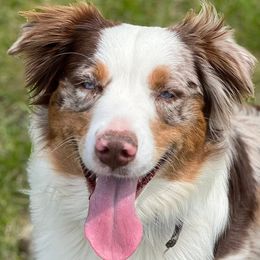 Miniature American Shepherds and Teddy Roosevelt Terriers from Wiggle Wags Miniature American Shepherds