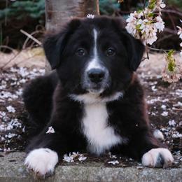 Australian Shepherd, Miniature American Shepherd, Miniature Australian Shepherd, and Toy Australian Shepherd Puppies from Double Moon