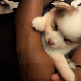 Pomsky Puppies from Tony Hwang