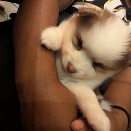 Pomsky Puppies from Tony Hwang
