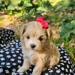 Maltipoo puppies from Poodle Me Crazy