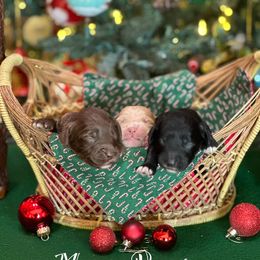 Australian Labradoodle Puppies from Sandcastle Labradoodles