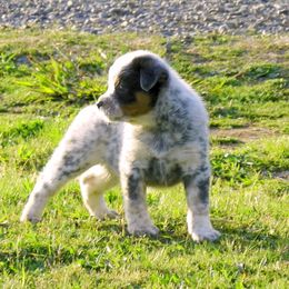 Australian Cattle Dog Puppies from Willowbrook Kennels