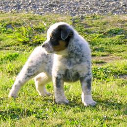 Australian Cattle Dog Puppies from Willowbrook Kennels