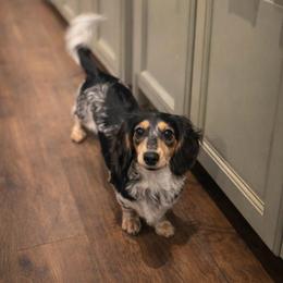 Pepper - Dachshund