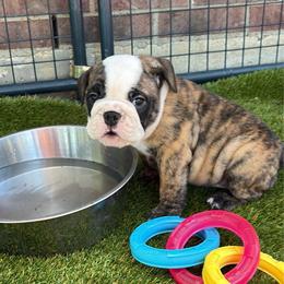 Hermoine Granger - Blue Collar - Fawn brindle and white female Bulldog puppy in Krum, Texas from K & K Little Blessings
