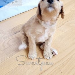 Poodle Puppies from Serene Arenas' Standard Poodles