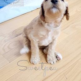Poodle Puppies from Serene Arenas' Standard Poodles