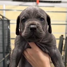 Cozy (Blitzen) - Gray female Cane Corso puppy in Utah from 3Lake Kennelz