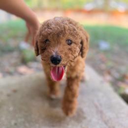 Kingsley - Red  male Goldendoodle puppy in Bentonville, Arkansas from Bentonville Doodles