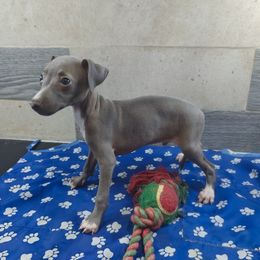 Gianni - Blue male Italian Greyhound puppy in Duncanville, Texas from Oremor's