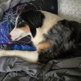 Dakota - Blue merle female Australian Shepherd puppy in Albion, Michigan from Northern Lights Aussies (NL Aussies)