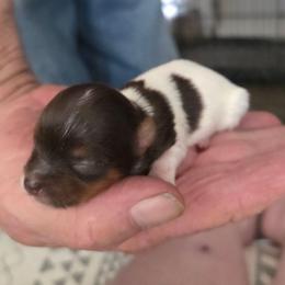 Girly - Chocolate, tan and white female Yorkshire Terrier puppy in Bucyrus, Ohio from Dyer's Beauties