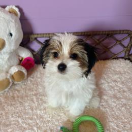 Gorgeous Parti Coloration Female - Parti female Yorkshire Terrier puppy in Benson, Arizona from Happy Tails Yorkies