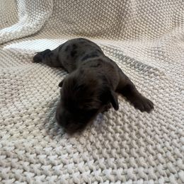 Cockapoo and Dachshund Puppies from Cochran's Cockapoo's