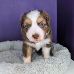 Remi3Girl1- RTF,Long,AKC,OFA,Genetics - Red tri-color female Australian Shepherd puppy in South Hill, Virginia from Silverside Aussies LLC