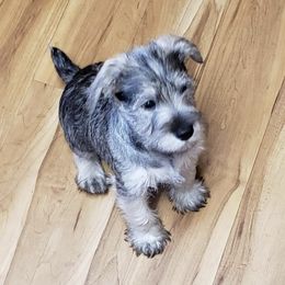Miniature Schnauzer Puppies from Springs Miniature Schnauzers