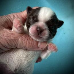 Hudson - Liver and white male Shih Tzu puppy in Tallahassee, Florida from Bows and Bow Ties