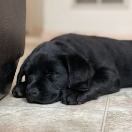 Labrador Retriever Puppies from Edgewood Farm Kennel