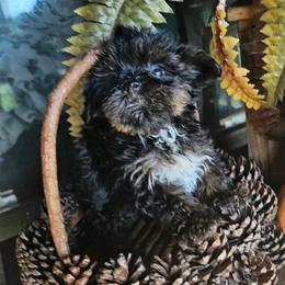 Mahlia - Black and tan female Yorkipoo puppy in Lebanon, Kentucky from Mosaic Merle Doodles