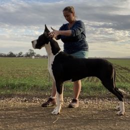 Great Dane All Grown Up from GEM Danes