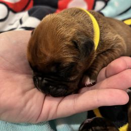 Female 3 yellow - Fawn female Boxer puppy in Charleston, Arkansas from Guardian Kennels