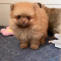 Goldie Rae - Chocolate sable female Pomeranian puppy in Newport Beach, California from Exotic City Pomeranians and chihuahuas