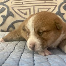 Boy 3 - Red Pembroke Welsh Corgi puppy in Ridgeland, South Carolina from FOF Lowcountry Corgis