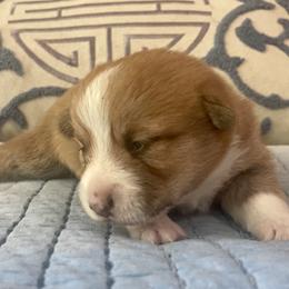 Boy 3 - Red Pembroke Welsh Corgi puppy in Ridgeland, South Carolina from FOF Lowcountry Corgis
