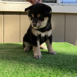 Shiba Inu Puppies from Shinin Shibas