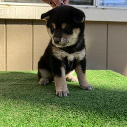 Shiba Inu Puppies from Shinin Shibas