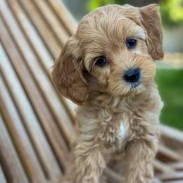 Virginia - Apricot female Goldendoodle puppy in Twin Falls, Idaho from Magic Valley Family Doodles