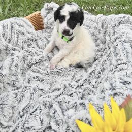 Boy ONE - Parti male Poodle puppy in Detroit, Michigan from QaeQaePups LLC