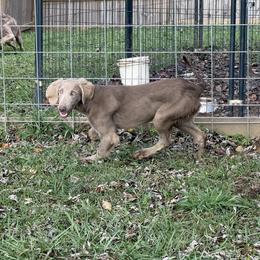 Silver boy 3 - male Long Haired Weimaraner puppy in Lancaster, Kentucky from Heavy Hollow Farm