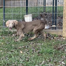 Silver boy 3 - male Long Haired Weimaraner puppy in Lancaster, Kentucky from Heavy Hollow Farm