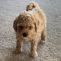Honey - Apricot female Goldendoodle puppy in Haddam, Kansas from Golden B Acres