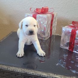 Bentley - Labrador Retriever puppy from Marlene's Labrador Retrievers