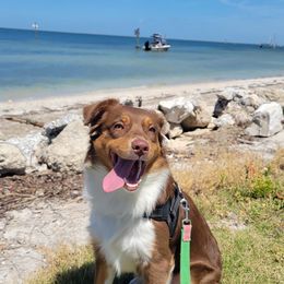 Maxine - Red tri-color Australian Shepherd puppy in Silver Springs, Florida from Denise Ocala Forest Florida Aussies