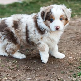 Miniature Australian Shepherd Puppies from Rockin D Mini Aussies