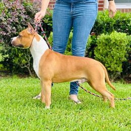 Mars - American Staffordshire Terrier
