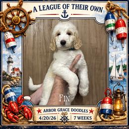 Fin - Parti male Goldendoodle puppy in North Conway, New Hampshire from Arbor Grace Doodles