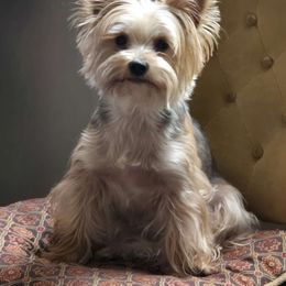 STEVIE - Yorkshire Terrier