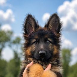 Hope - Black and red female German Shepherd puppy in Virginia from Stahlhaus ( Previously Buffelbach Farmstead Shepherds)