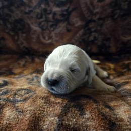 Willow Boy 1 - Light golden male Golden Retriever puppy in Niles, Michigan from Composer Goldens