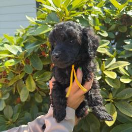 Maple - Black female Poodle puppy in Longview, Washington from Evergreen Miniature Poodles